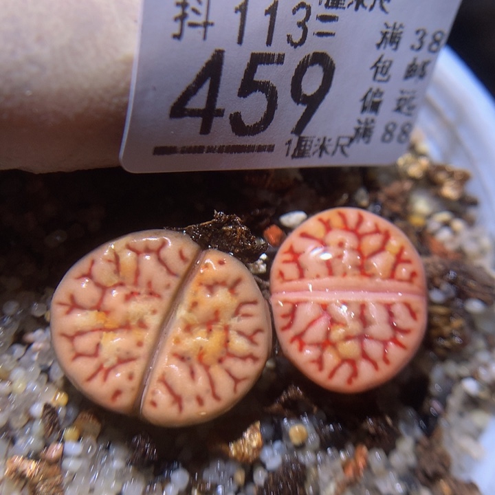 精品生石花113.459