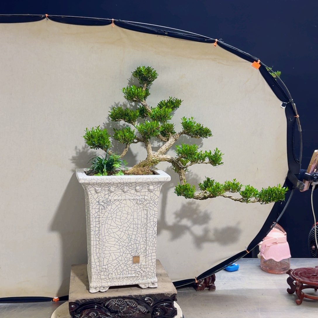 高端黄杨盆景艺术