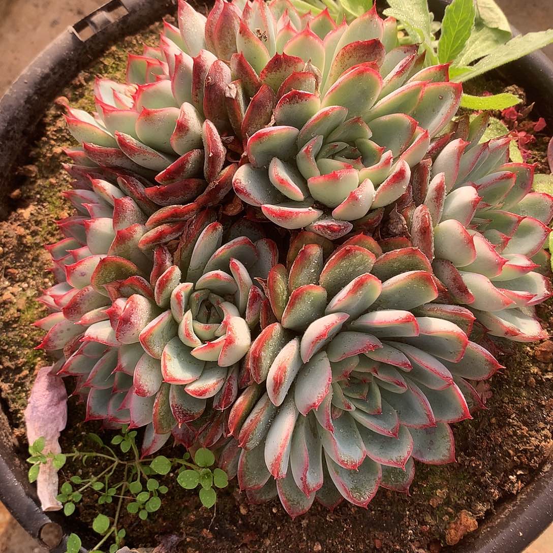 荷花多肉一物一拍