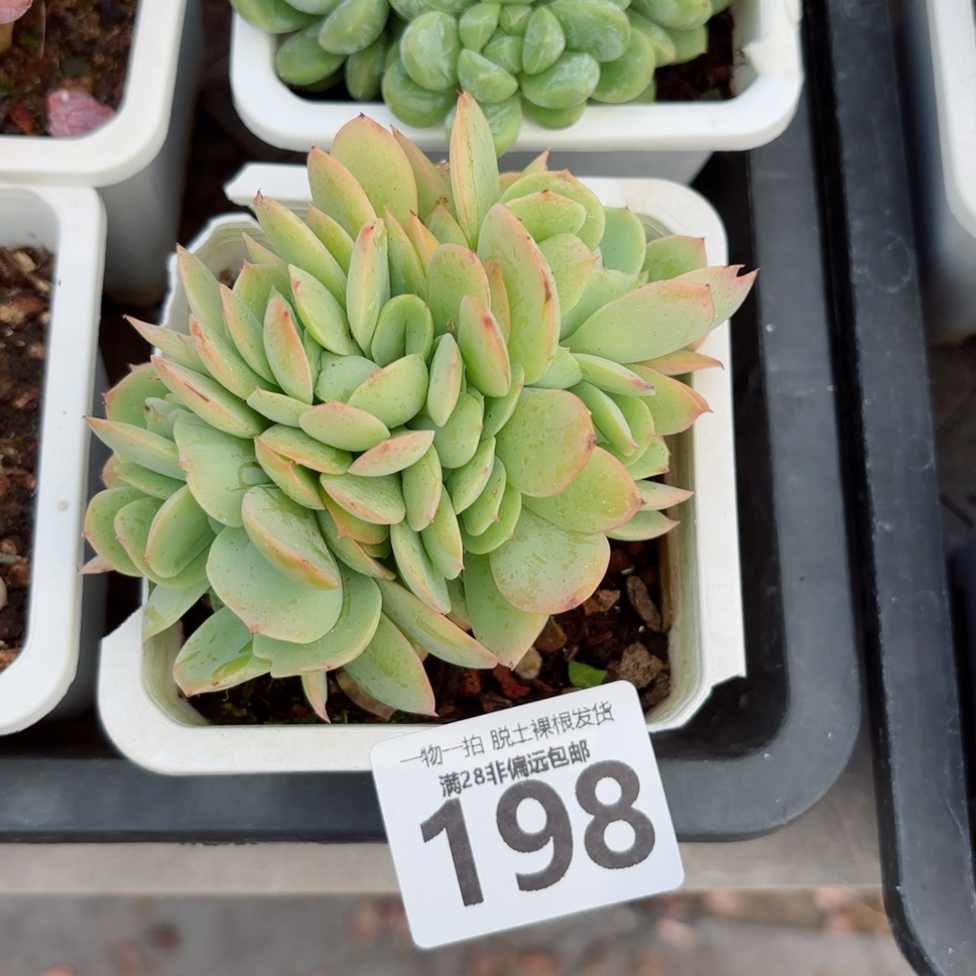 碧桃缀无盆土发货