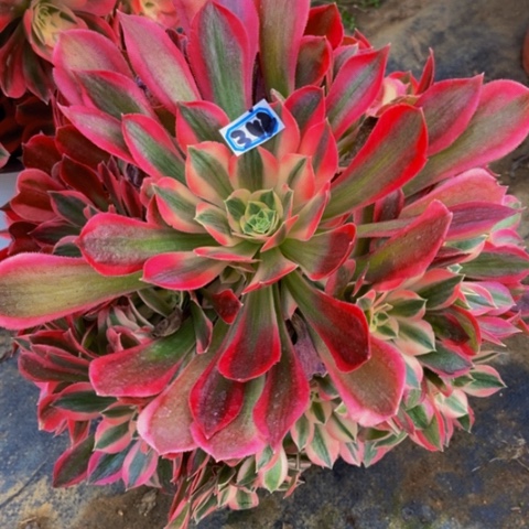 粉女巫变异的342多肉