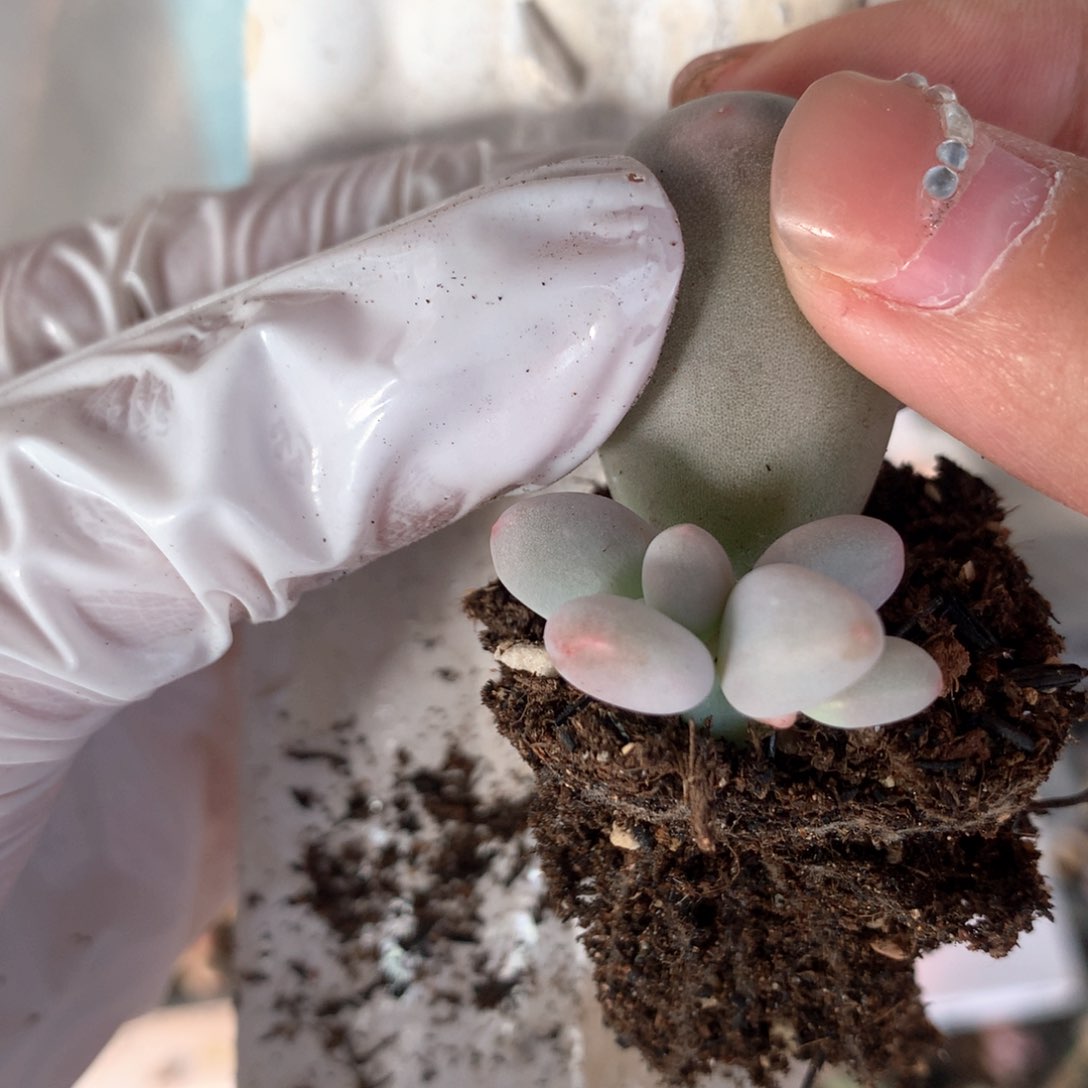 米可米可米可叶插123