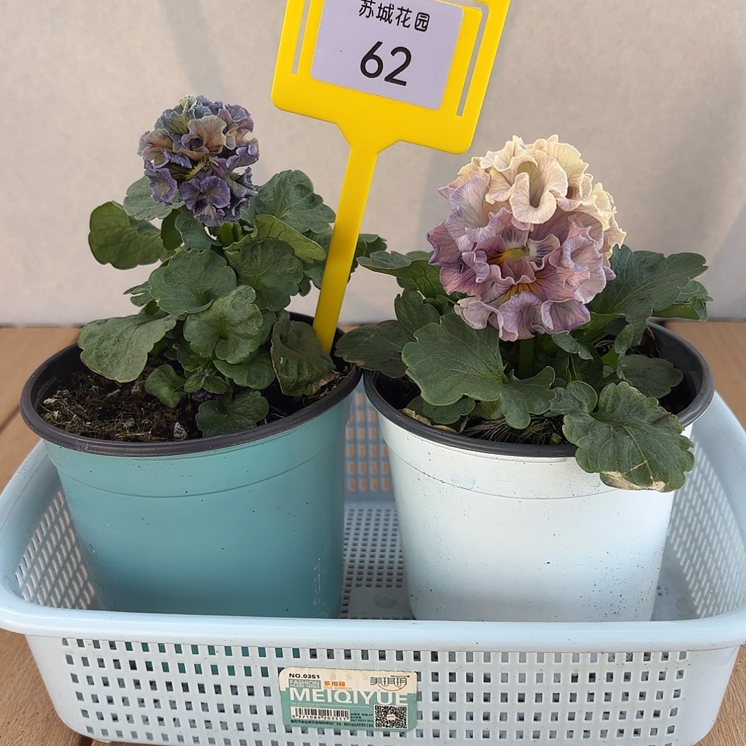大部分开放少量花苞62