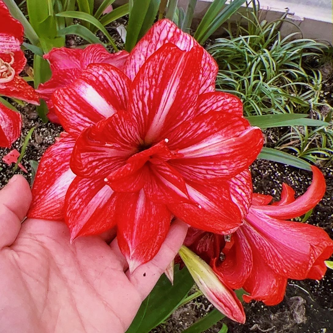 朱顶红新品重瓣香山5cm左右