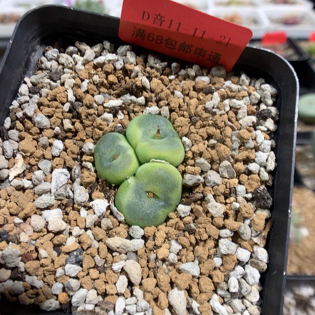 11-11-21    母本水晶鞋