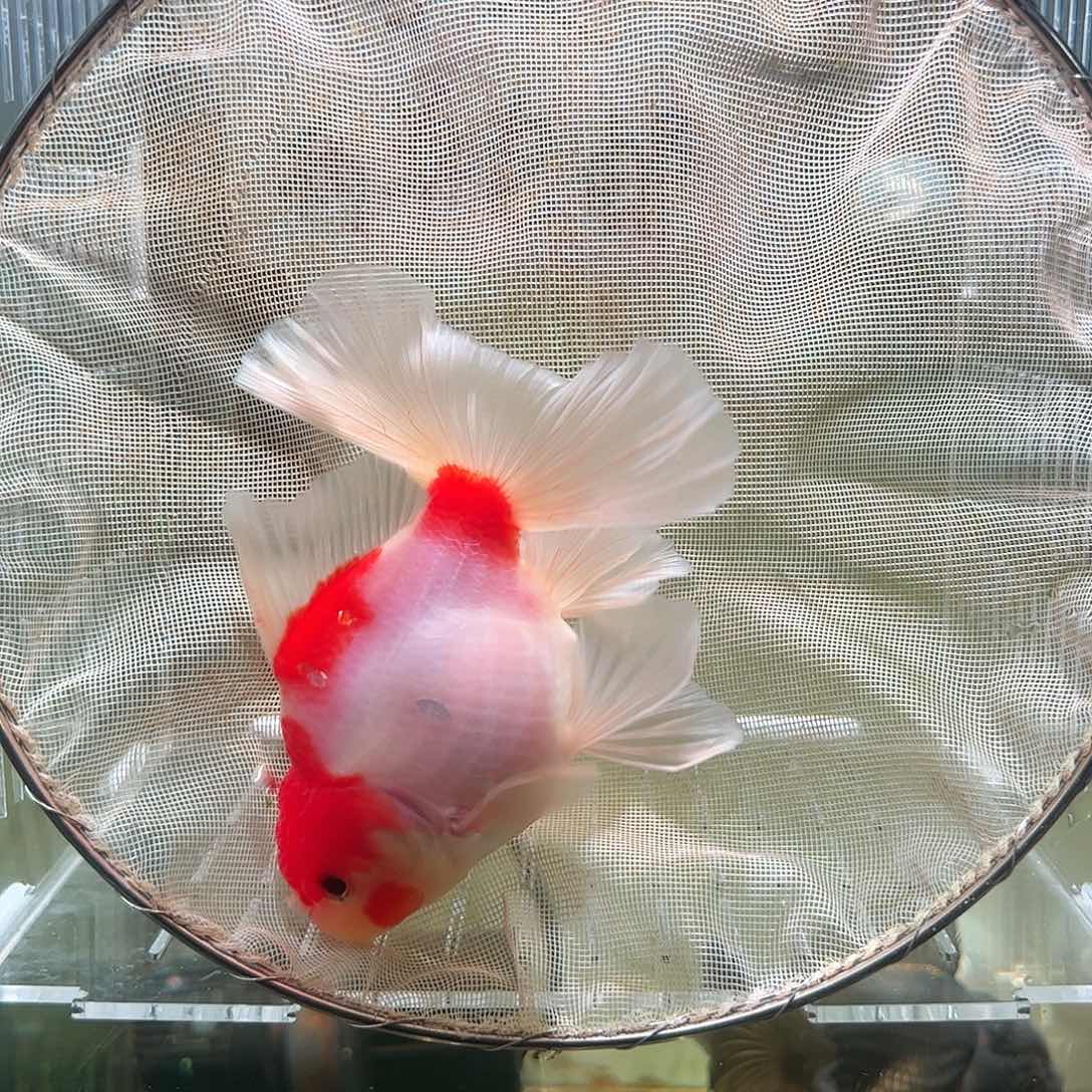 金鱼百褶泰狮亚成5