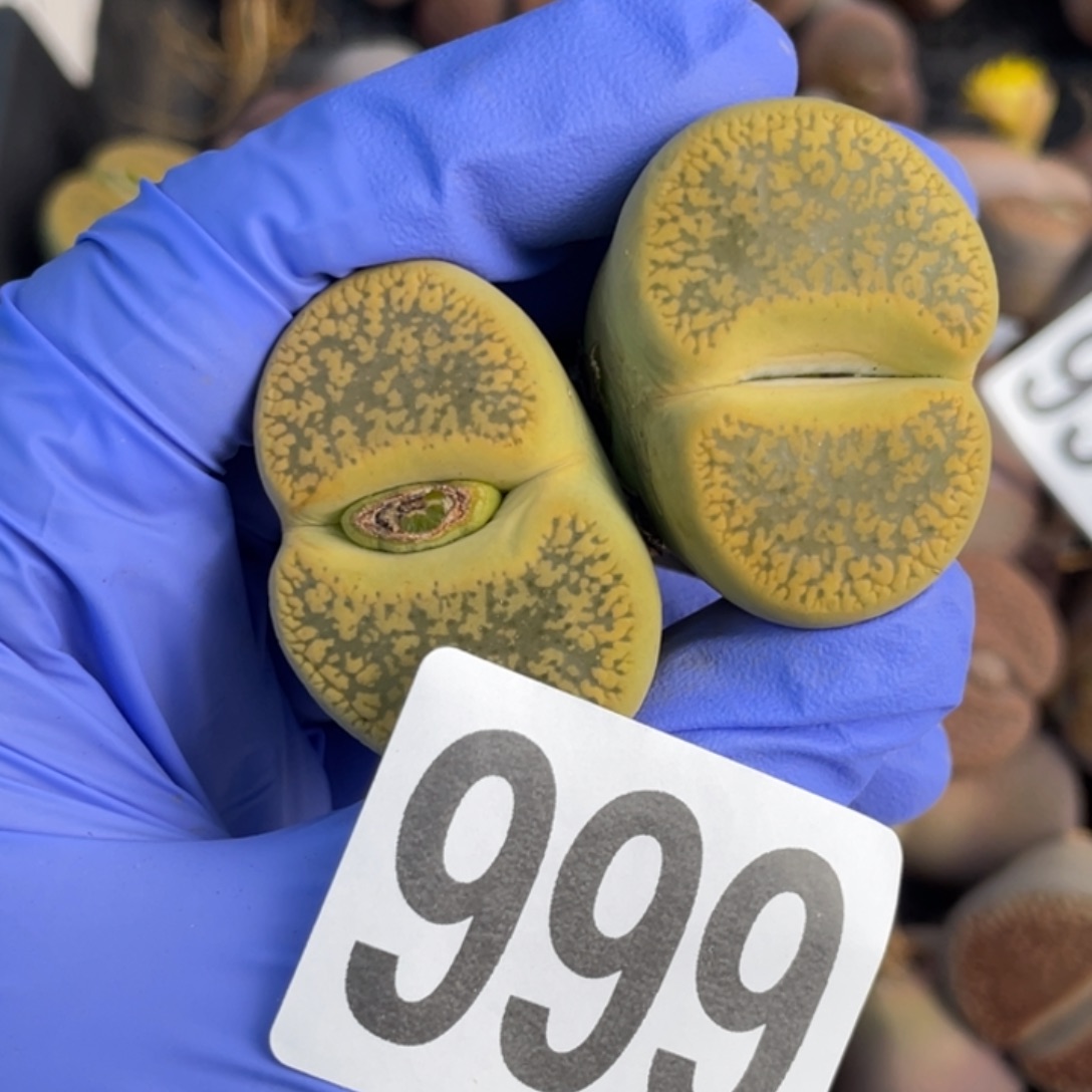 非偏远满20包邮999