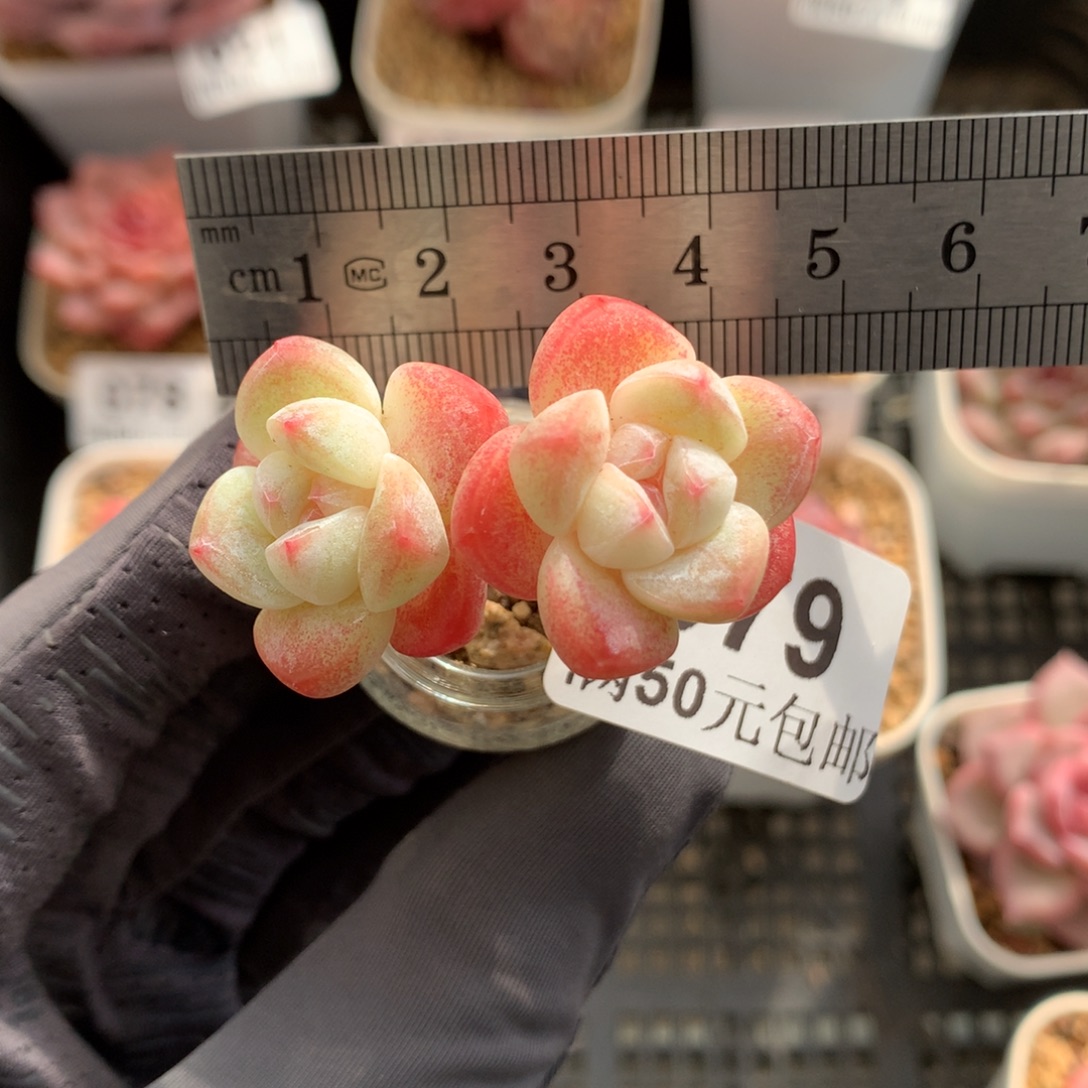 U***p79。玻璃瓶冰玉双头。