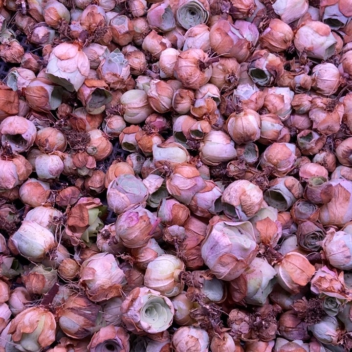 10颗小崽山地玫瑰