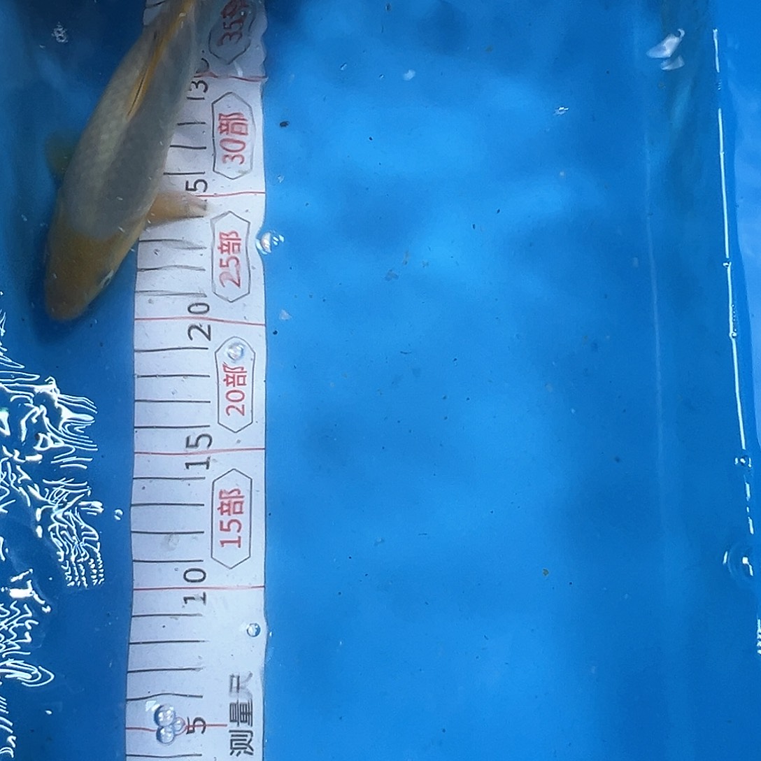 锦鲤鑫泓锦鲤养殖