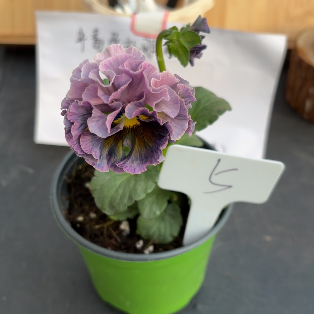 完全开放洛可可礼服5