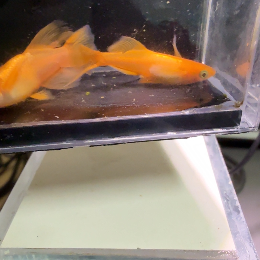 青鳉鱼一物一拍176