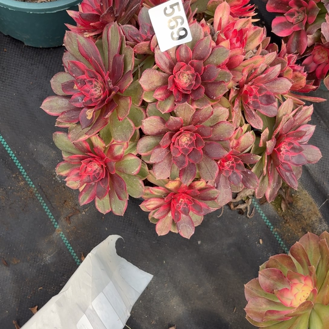 569黑膜锦多肉植物福利