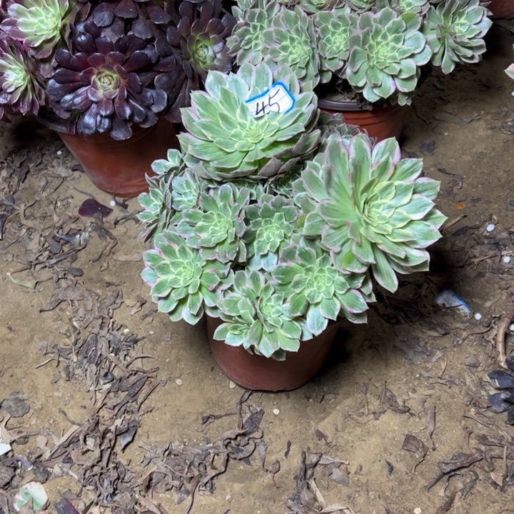 Y***J多肉植物万彩灯法师45