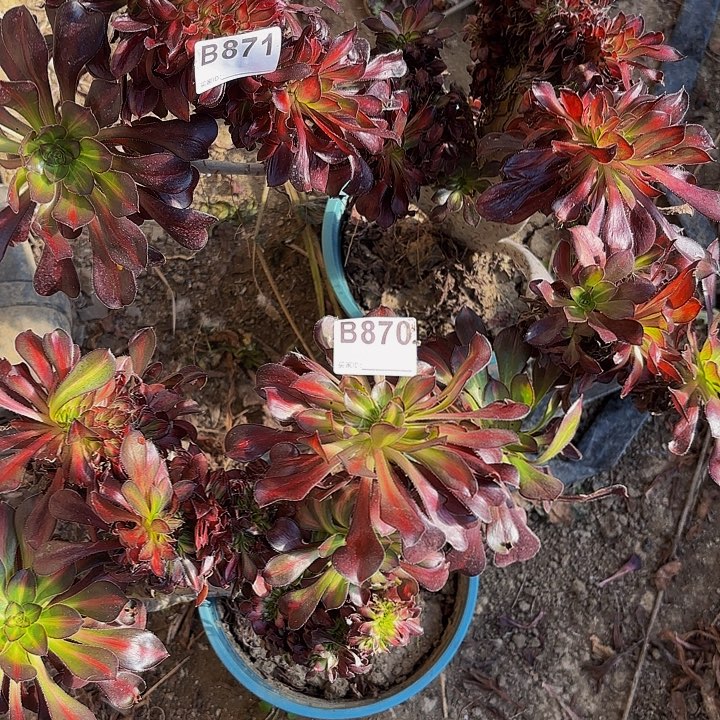 休***鹅两棵缀化8-47偏远不包邮