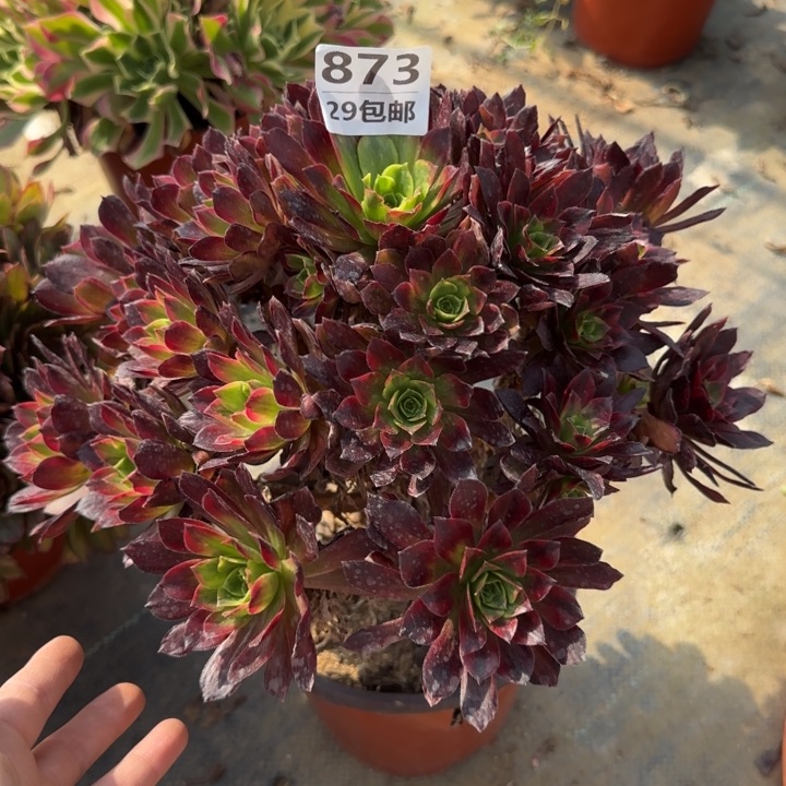 安娜……多肉植物……