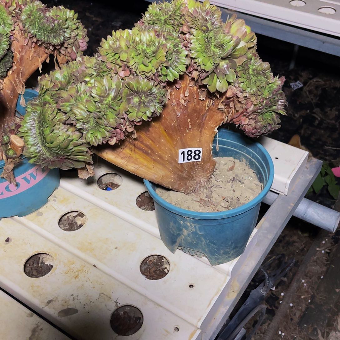 红陶法师法师7-8包邮法师