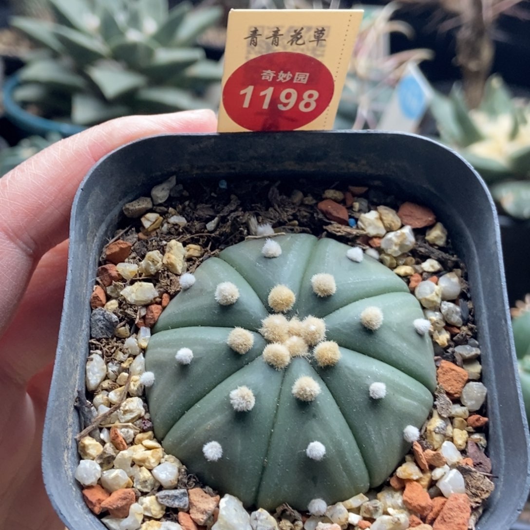 实生海星高绒兜5.2cm