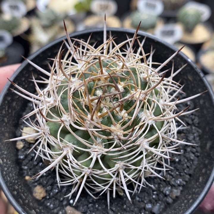 实生逆豹丸1066号5cm