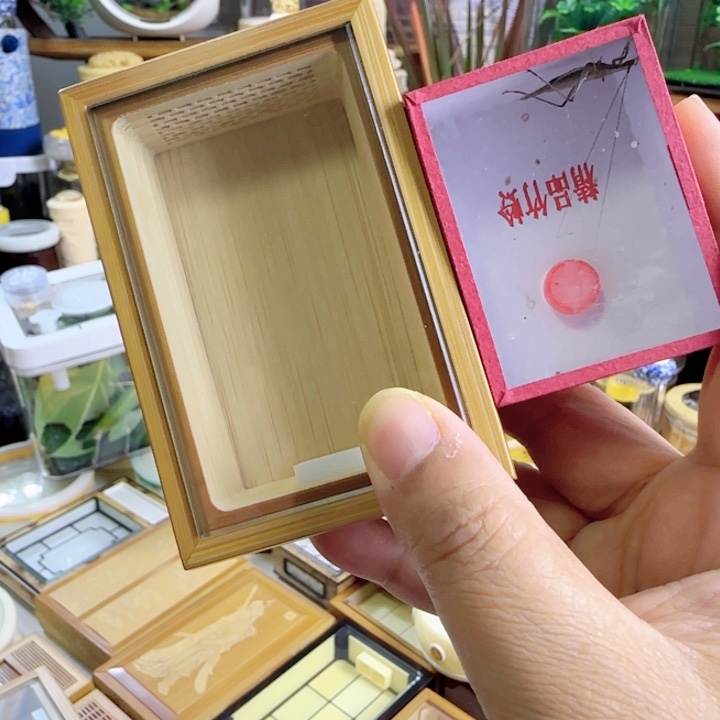 康盒➕紫竹啊啊啊啊啊