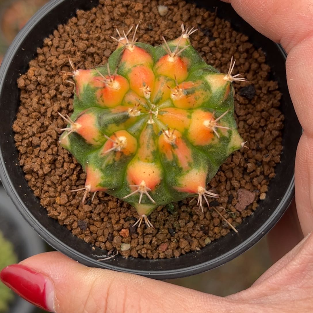 猫眼侧芽，带盆土发货