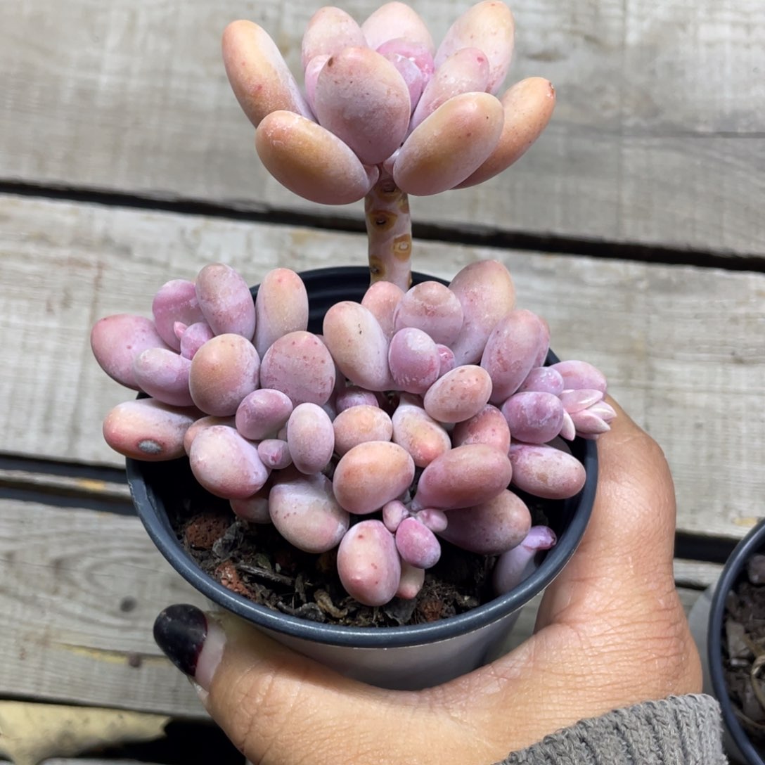 芒果奶杂蛋黄奶无砍173