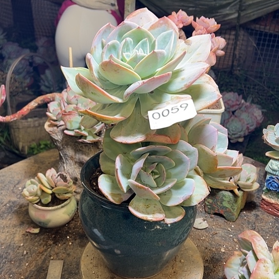 颖***凡云南发货白凤老桩0059号