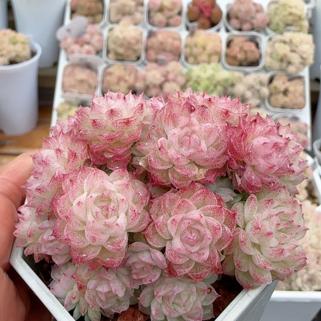 【闪购商品】0207-8花朵优选麦杆