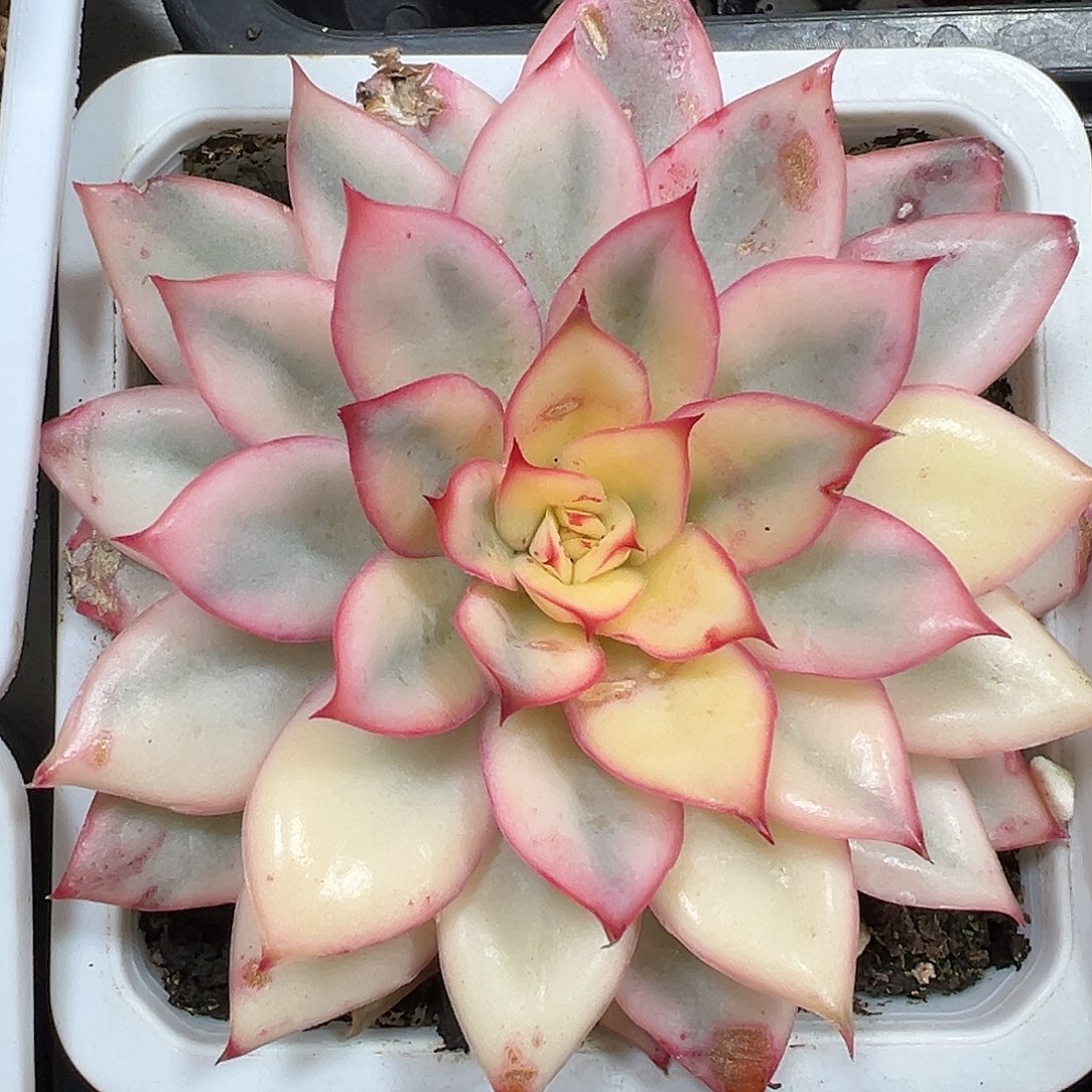 满38包邮月光女神锦