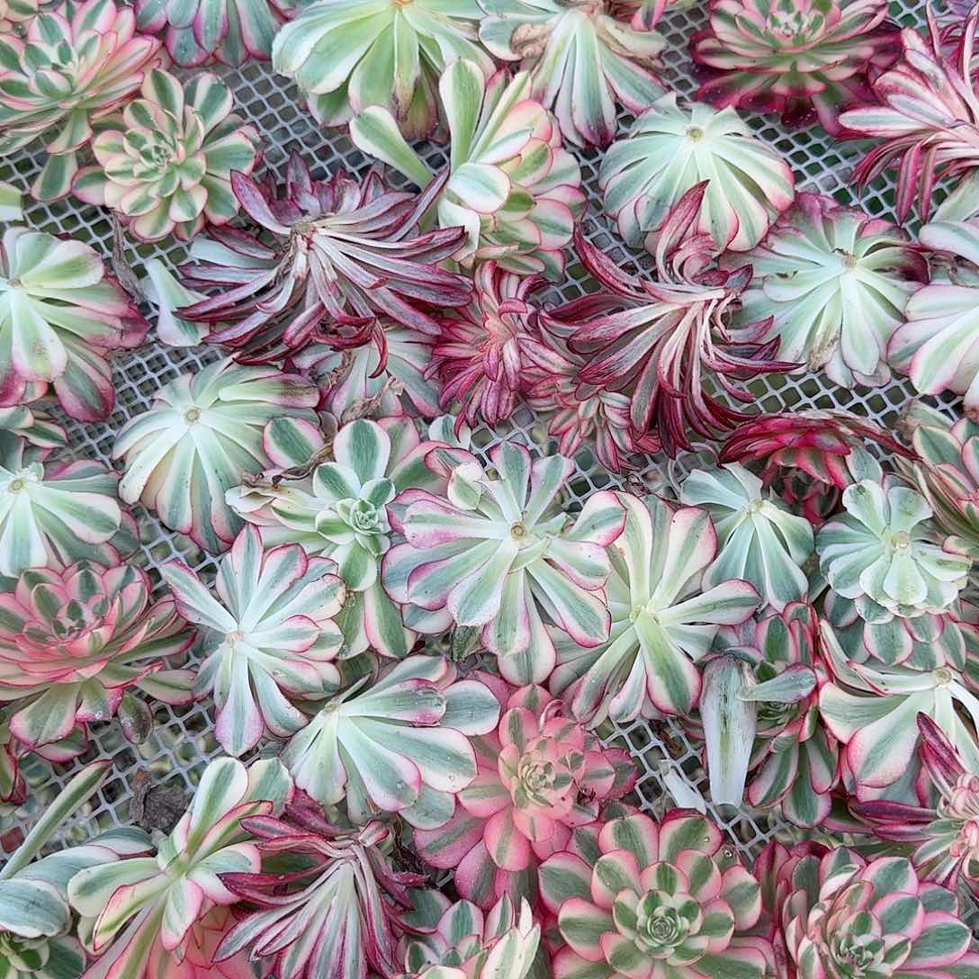 倾城砍头30多头多肉植物