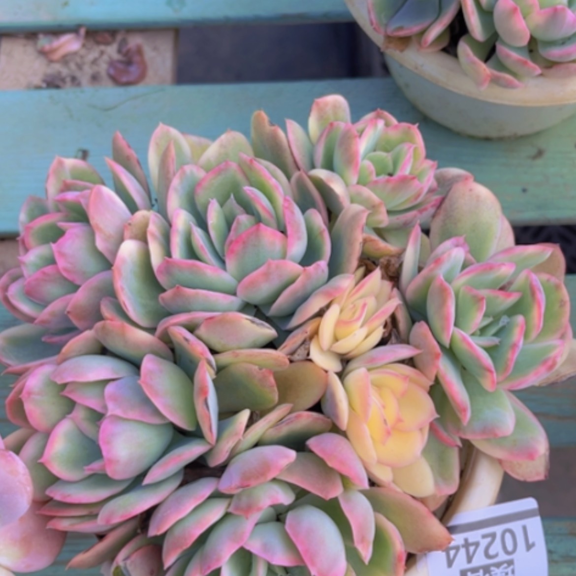 【闪购商品】绮罗锦10244