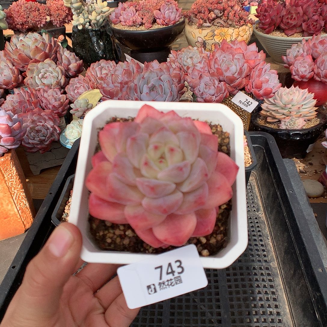 743糖心多肉植物一物一拍