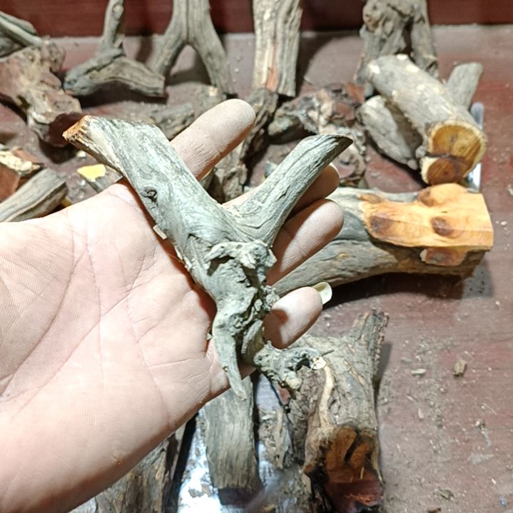 醉***颜香榧木崖柏原叉崖柏原叉崖柏