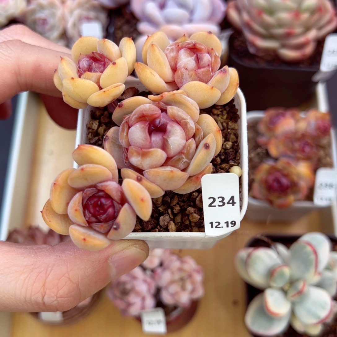 好好看234、哈哈哈哈