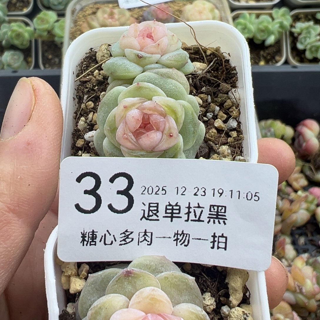 糖心多肉一物一拍32号