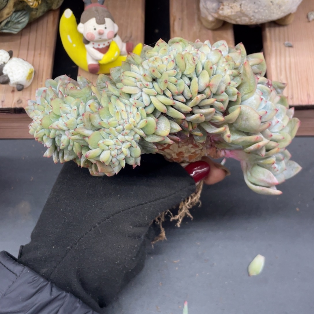 星影缀化瑕疵半年32个朵头