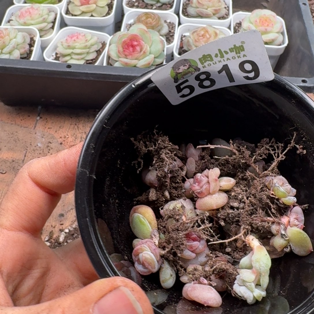 枫***站多肉植物多肉植物