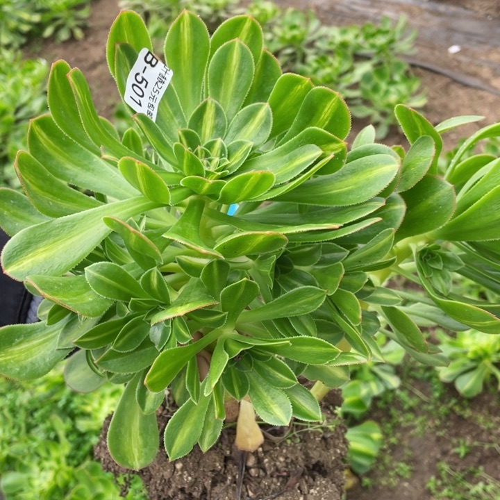 501保时捷中班多肉1，12345678