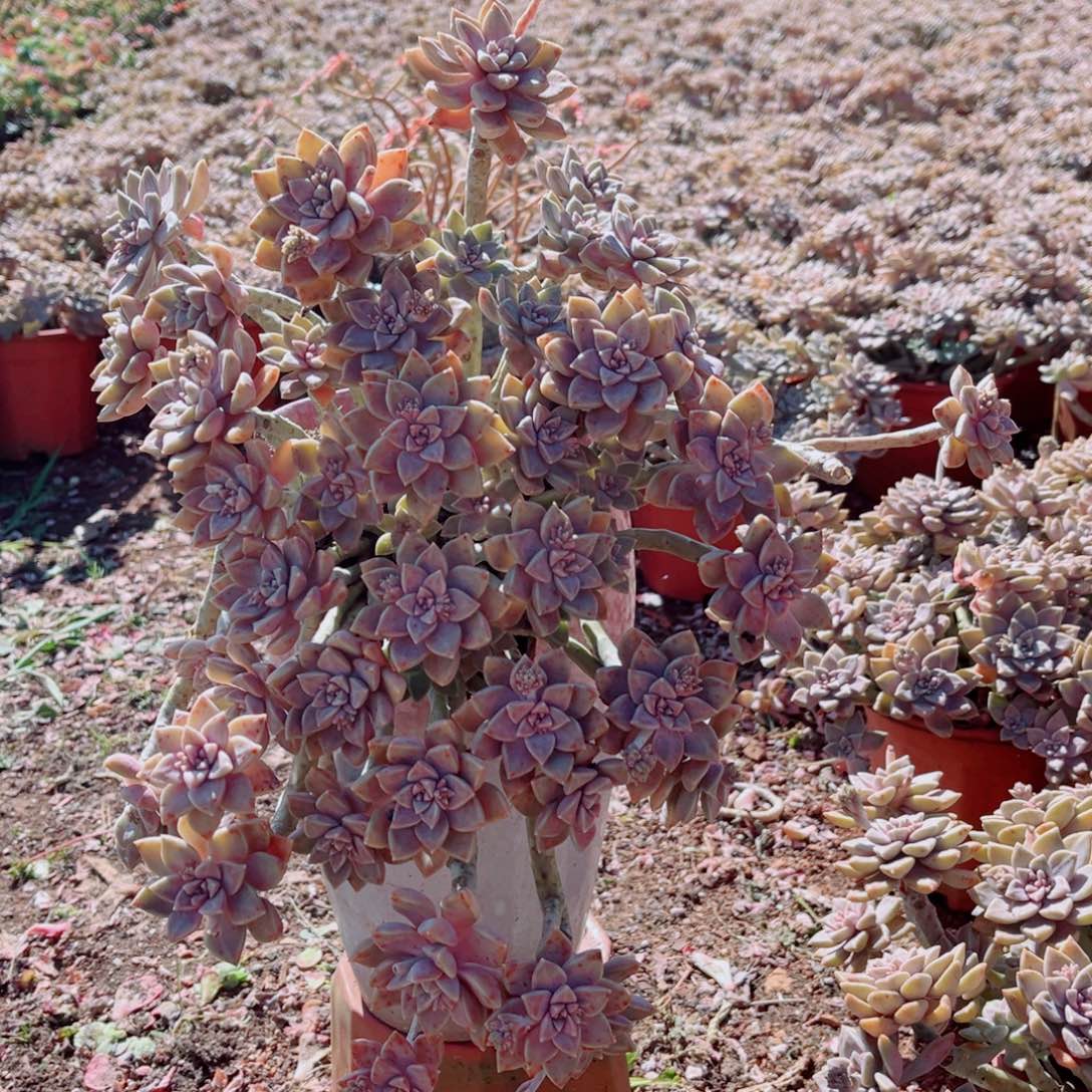 阿伦配大群一颗发货