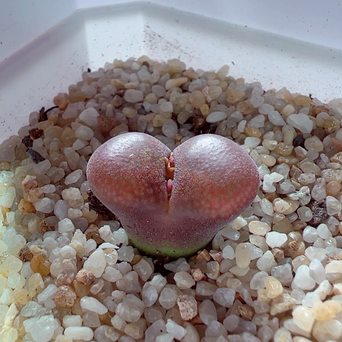 1116-107多肉多肉肯哈德1.7cm