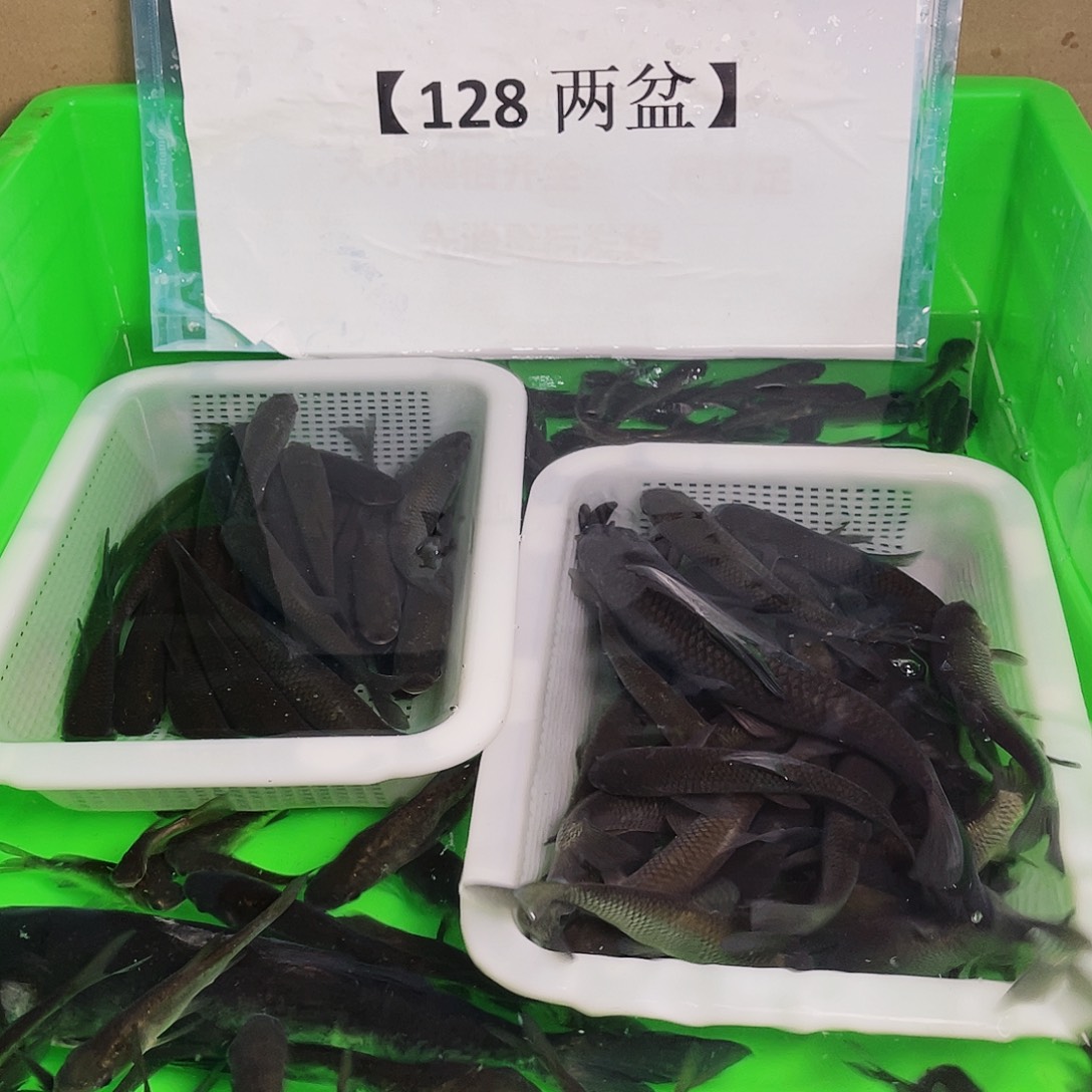 工具鱼草鱼一条送一条路损