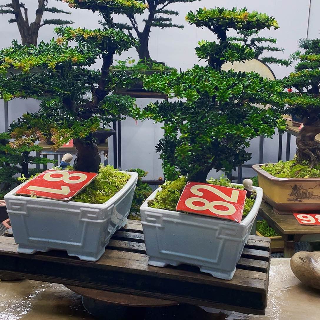 无花朵罗汉松红芽