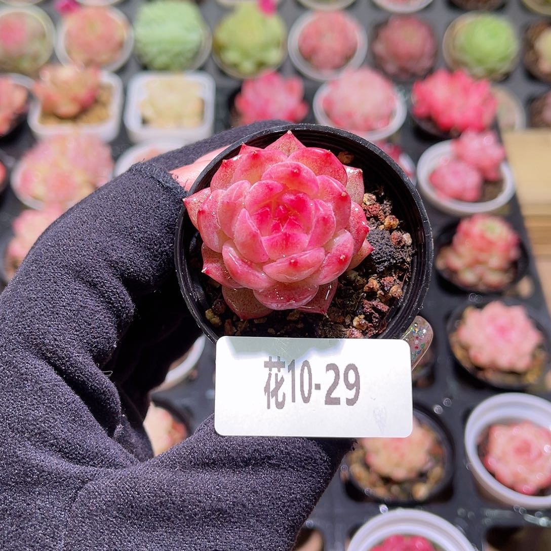 花利美10-29新品单头