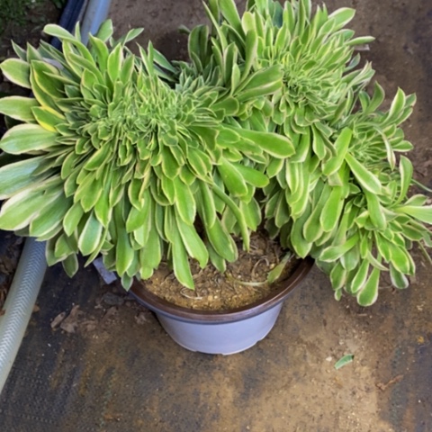 芳华多肉植物5222