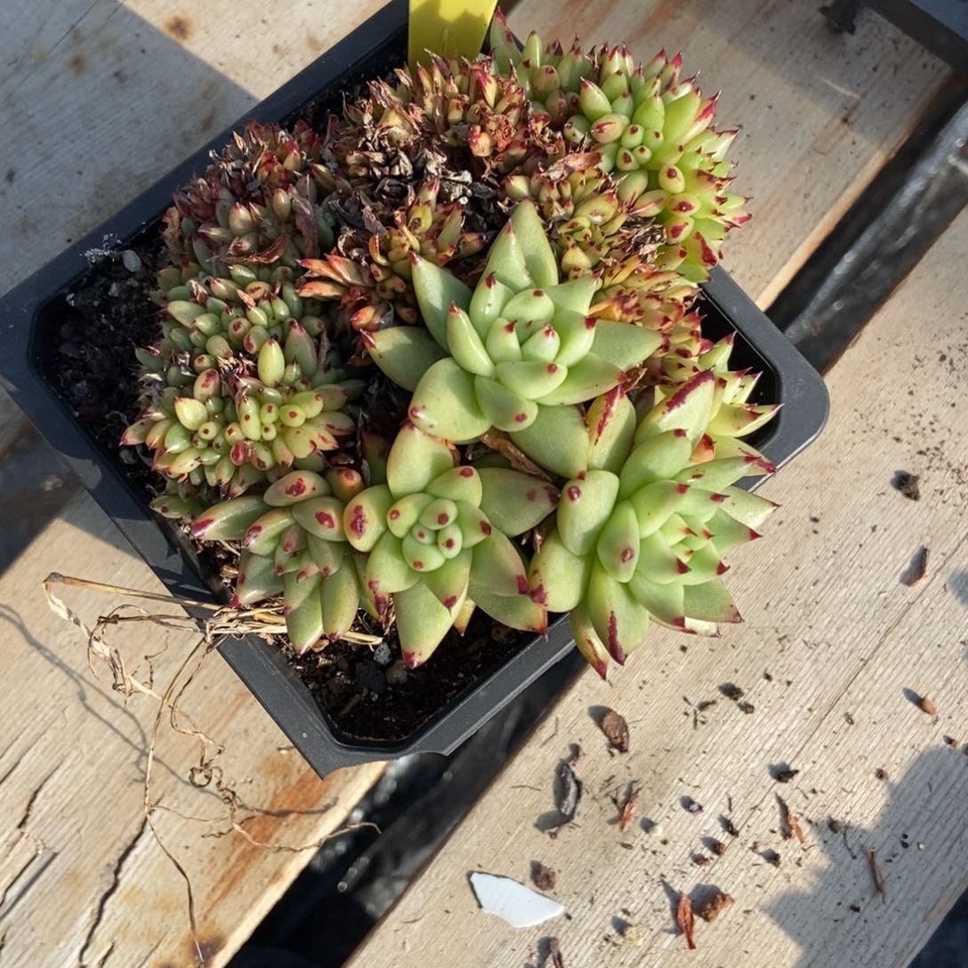 煌***1863可能坏了，不售后