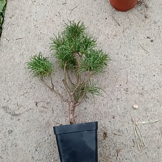 贵品松树原生那须五针松