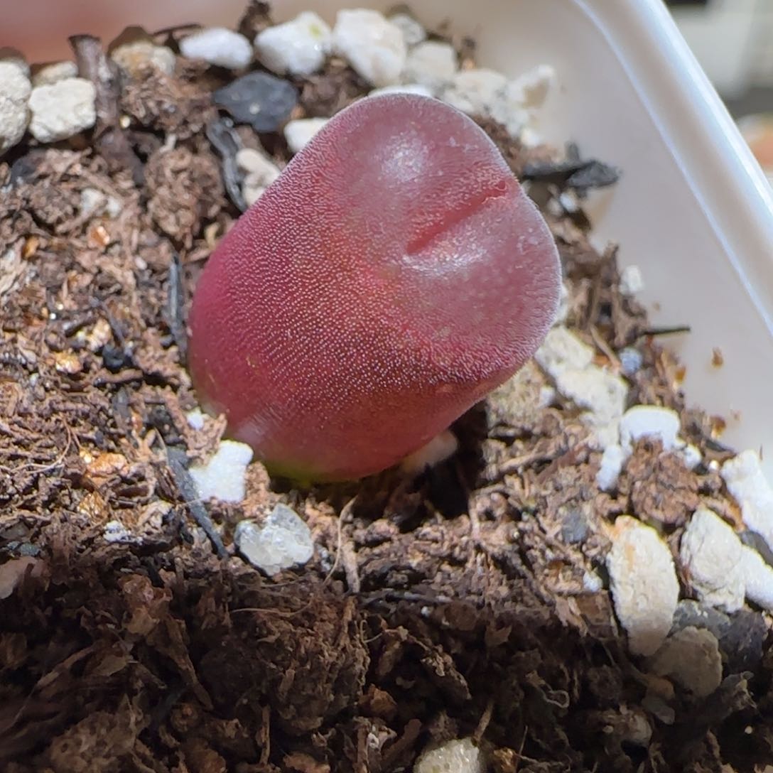 肉锥多肉植物百科-泰坦峡谷439