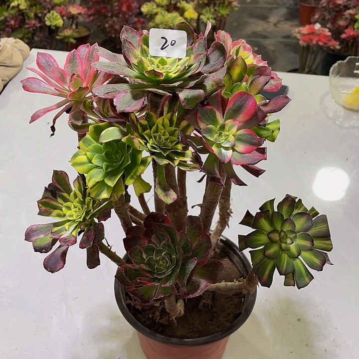 牵***人架接000000000020号