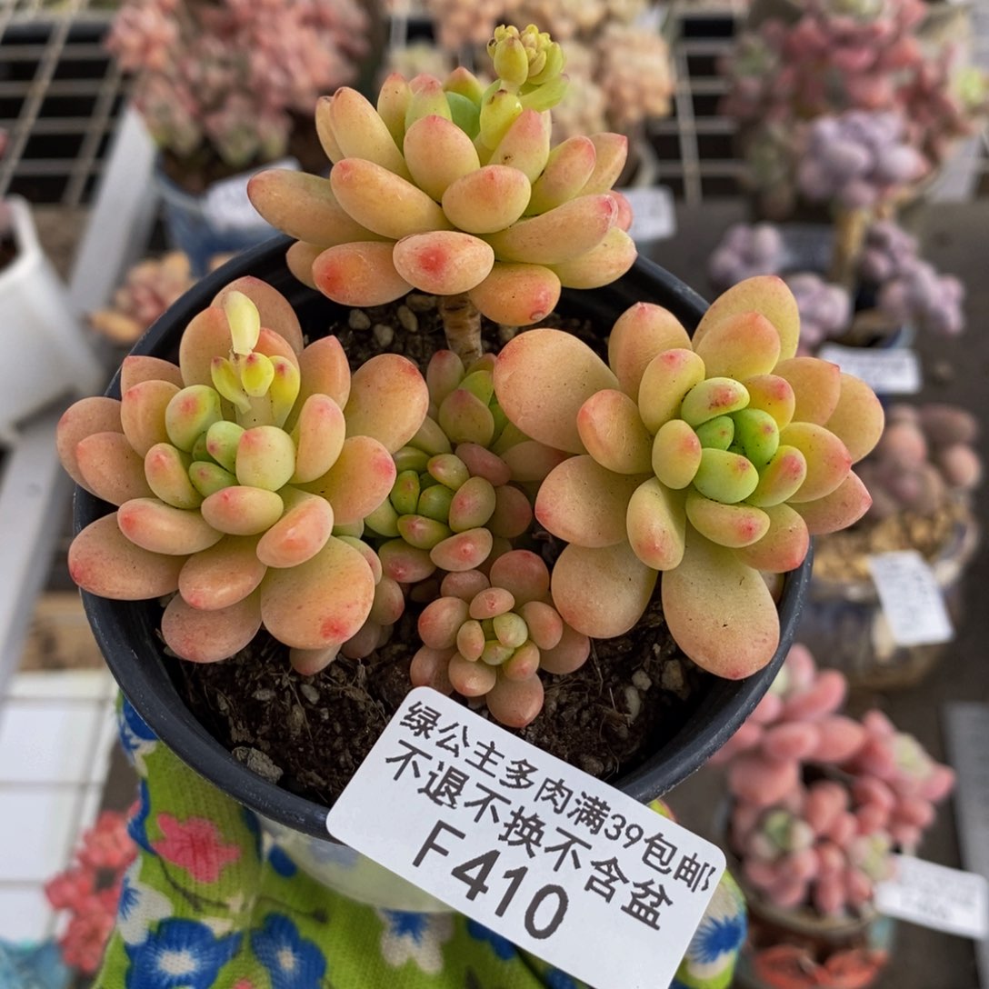 香格里拉410/8c m