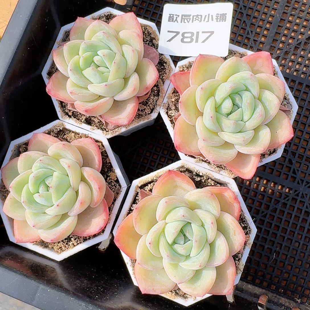 多肉植物奶油泡芙单头量拍一颗7817